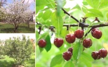Príčiny problémov s ovocnými čerešňami

čerešňa