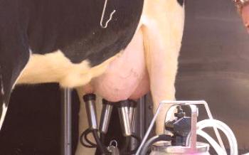 A abundância de leite em uma vaca e quanto ela dá

Vacas