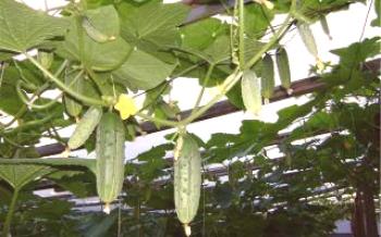 Pepinos e seu cultivo na estufa pepinos