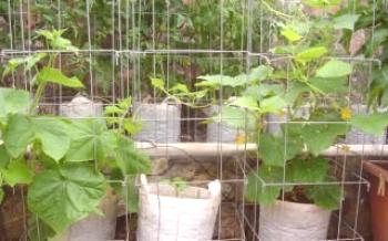 Zvláštnosti pestovania uhoriek vo vreciach: opis procesu krok za krokom

uhorky