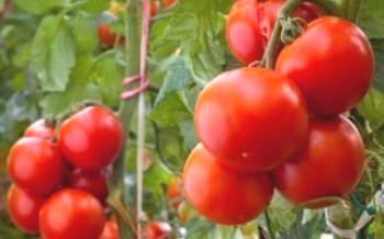 Technika pestovania paradajok Evpator Tomato