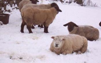 Ako ovce prežívajú zimné ovce