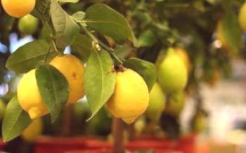 As melhores variedades de limões para crescer em casa

Limão