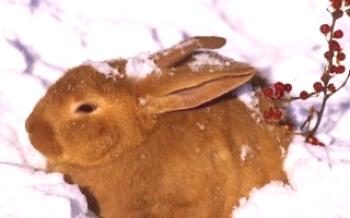 Зимни хранене на зайци у дома Зайци