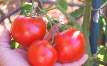 Ako pestovať a pestovať paradajky Červená Karkulka

paradajka