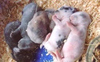 Naissances chez le lapin: accouplement, grossesse, apparition de progénitures Lapins