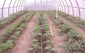 Отглеждане на домати в оранжерии от поликарбонат

домат