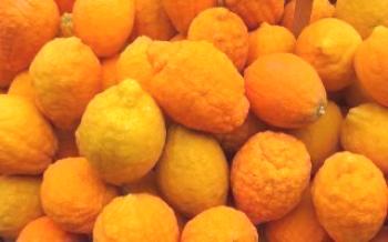 Uzgoj bergamota kod kuće Citrus
