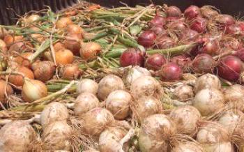 As sutilezas de colheita e armazenamento de cebolas Cebolas