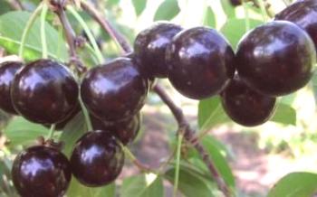 Odporúčania pre pestovanie čerešní Chernokorka Cherry