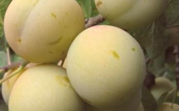 As melhores variedades de ameixas para a região de Moscou Ameixa