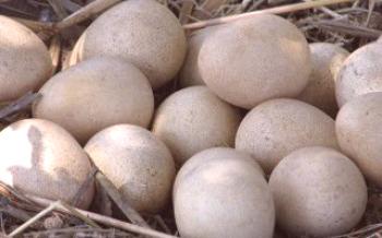Ползите и вредите от яйцата на пилетата

Гвинея