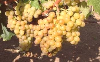 Variedade de uva branca de Muscat - vista geral com descrição e fotos