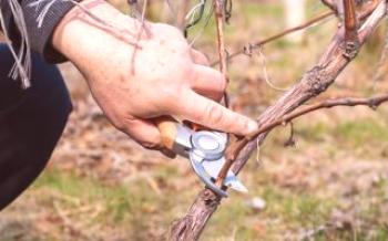 Как да нарязваме гроздето