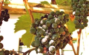 Prevenção de doenças da uva