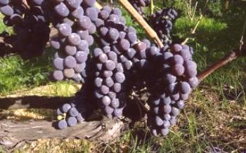 Características das uvas mukuzani: descrição da variedade