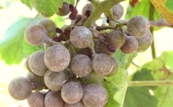 Мана (грозде) на гроздето: признаци и методи за лечение