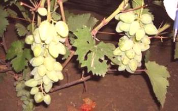 Cuidado e cultivo de uvas Camelot