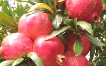 Vlastnosti a vlastnosti stromu granátového jablka

granátové jablko
