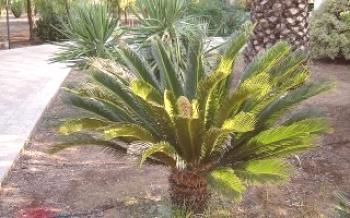 Оптимални условия за поддържане на палмата на саго у дома

Палми и дати