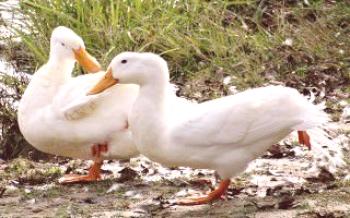 Зашто патке извлаче перје из крви других

Дуцкс