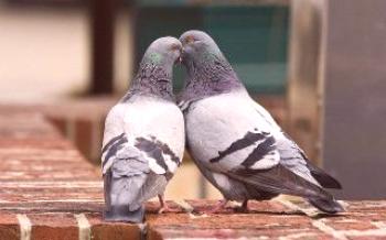 Домашни гълъби: функции за развъждане

гълъби