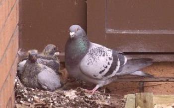 Comment faire un nid pour les pigeons?Les pigeons