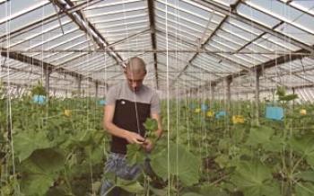 Как краставица подвързва в поликарбонатна оранжерия

краставици