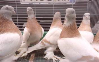 Агарана е една от разновидностите на туркменските борещи гълъби.