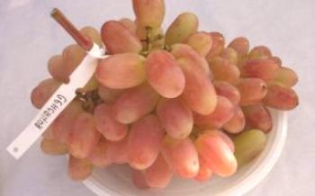 Описание на сорта грозде Sensation - предимства и недостатъци