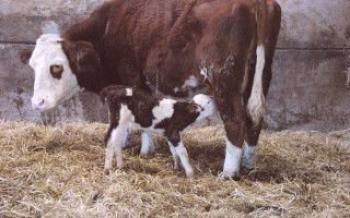 Organização do tratamento da paresia em vacas