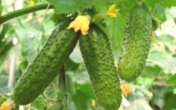 Características gerais das primeiras variedades de pepinos Pepinos