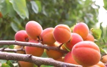Caractéristiques variétés d'abricot Abricot à joues rouges