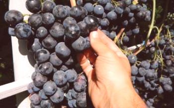 Boa variedade de uva velha Strasensky