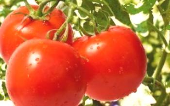 Ябълка - домат на 21-ви век

домат