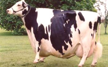 Причини, симптоми и видове мастит в крава

крави