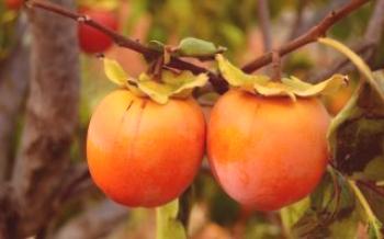 Funkcie pestovania tomel Rossiyanka persimmon
