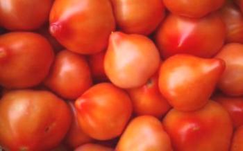 Diva - a rainha entre os tomates

Tomate
