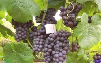 Описание на сорта грозде Киев