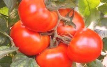 Tomates crescentes tomate blagovest