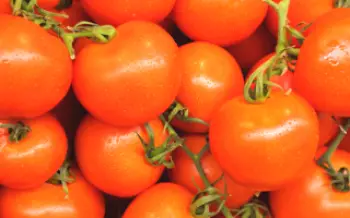 Variedades de Tomate Liana Tomato