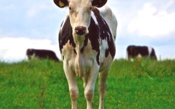 Како нахранити краву да би се добило добро млеко Краве