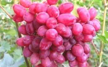 Description des variétés de raisins Veles