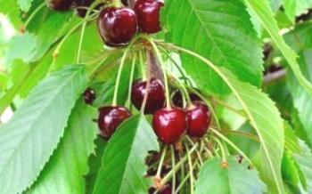 Cerejas em crescimento Ovstuzhenka Cherry