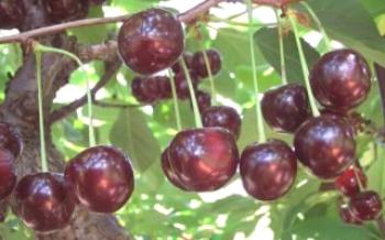 Cultivo de Tamaris Cherry