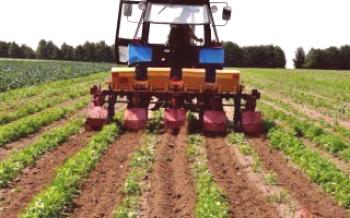 Ako pestovať zemiaky pomocou holandskej technológie?zemiaky