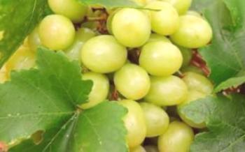 Regras para o cultivo de uma variedade de uva Transparente