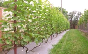 Regras para o plantio de uvas: a distância entre os arbustos