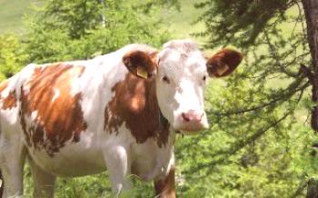 Doenças de vacas e métodos para o tratamento