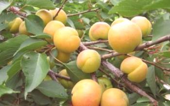A escolha da região de Moscou: as melhores variedades de damasco Apricot
